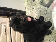 Превью фото № 149413