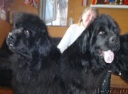 Превью фото № 149424