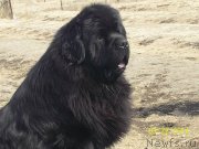 Превью фото № 149455