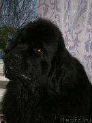 Превью фото № 149460