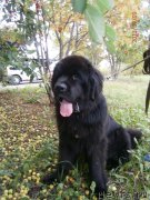 Превью фото № 149462