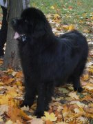 Превью фото № 149467