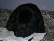 Превью фото № 149472