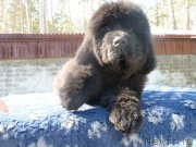 Превью фото № 149498