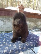 Превью фото № 149499