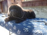 Превью фото № 149501