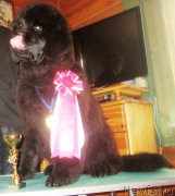 Превью фото № 149510