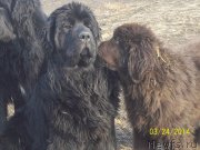 Превью фото № 149659