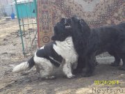 Превью фото № 149662