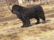 Превью фото № 149664