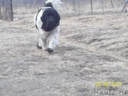 Превью фото № 149665