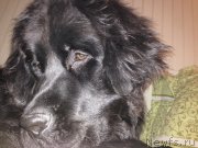 Превью фото № 149677