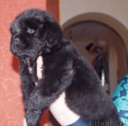 Превью фото № 149697