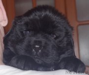 Превью фото № 149705