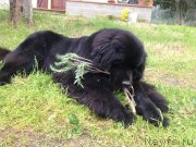 Превью фото № 149755