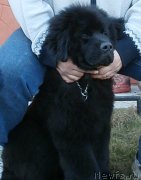 Превью фото № 149786