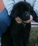 Превью фото № 149787