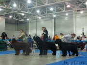 Превью фото № 149794