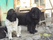 Превью фото № 149814