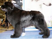 Превью фото № 149889