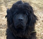 Превью фото № 149929