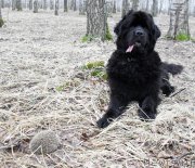 Превью фото № 149985