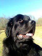 Превью фото № 149986