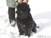 Превью фото № 150051