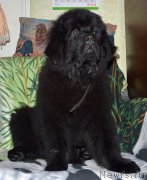 Превью фото № 150240