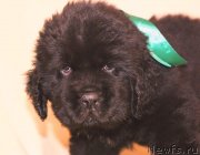 Превью фото № 150306