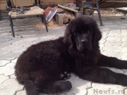 Превью фото № 150330