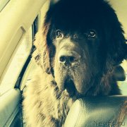 Превью фото № 150331