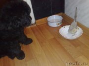 Превью фото № 150385