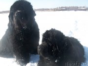 Превью фото № 150473