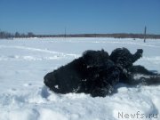 Превью фото № 150474