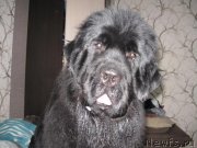 Превью фото № 150508