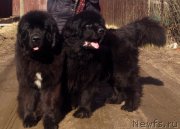 Превью фото № 150509