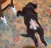 Превью фото № 150526