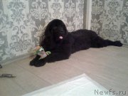 Превью фото № 150559