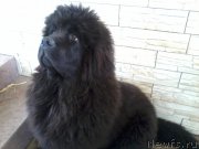 Превью фото № 150623