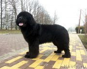 Превью фото № 150643