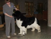 Превью фото № 150644