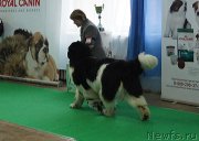 Превью фото № 150646