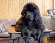 Превью фото № 150649