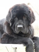 Превью фото № 150678