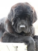 Превью фото № 150684