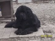 Превью фото № 150702