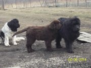 Превью фото № 150711