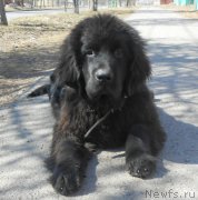 Превью фото № 150759