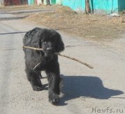 Превью фото № 150760